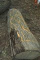 Click to see it big Ich mit Kettensäge, Impression aus dem Wald